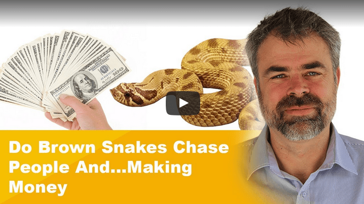 Do Brown Snakes Chase People?